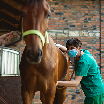 Assurance pour chevaux 1