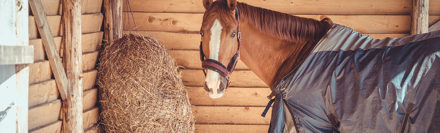 équipement fondamental d’un cheval